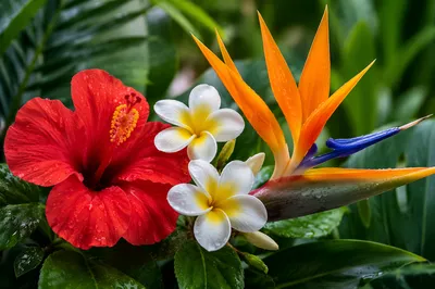 Vibrant Tropical Summer Flowers After Rain
