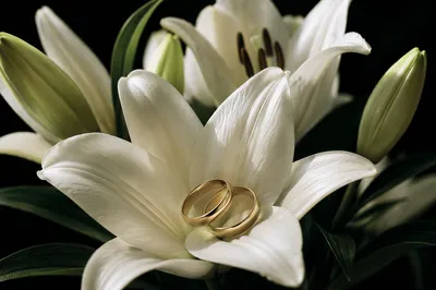 Wedding Rings Resting on White Lily Petals