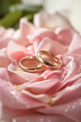 Gold Wedding Rings on Rose Petals