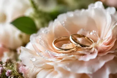 Wedding Rings on Blush Flower Petals