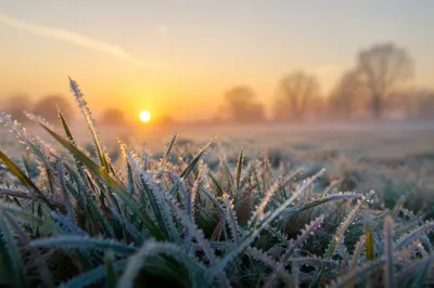Winter Frost Sparkle on Meadow Grass