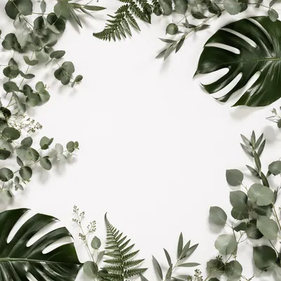 White Background with Botanical Leaf Border