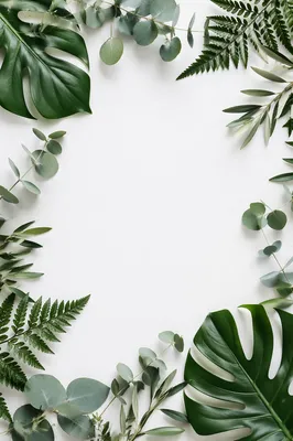 White Background with Botanical Leaf Border