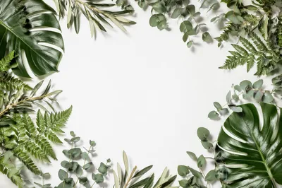Botanical Leaf Border on White Background