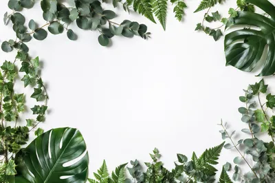 White Background with Botanical Leaf Border