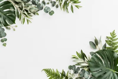 White Background with Botanical Leaf Border
