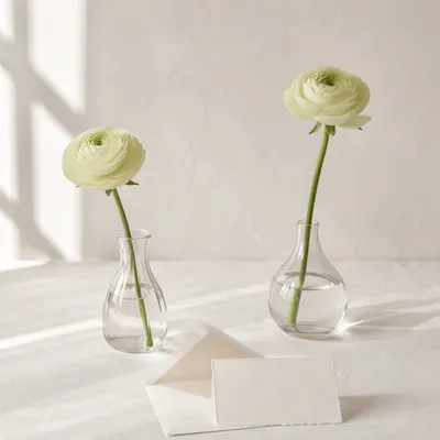 Fresh Ranunculus in Glass Vases