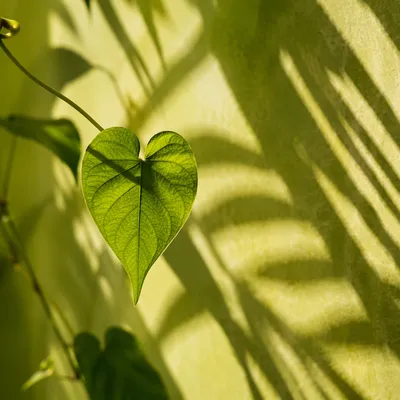 Sunlit Vine Leaf Shadow on Chartreuse Wall