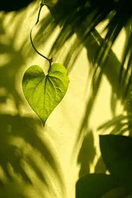 Minimal Sunlit Vine Leaf Wall Shadows