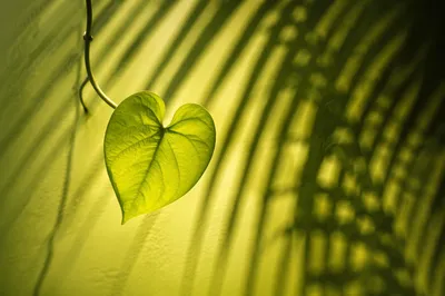 Sunlit Vine Leaf Shadow Play