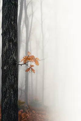 Foggy Autumn Forest with Text Space