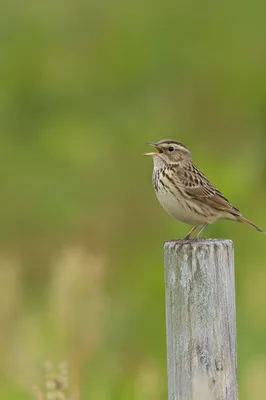Singing Songbird on Fence with Text Space