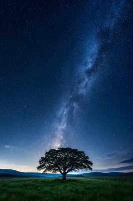 Peaceful Night Tree Scripture Wallpaper