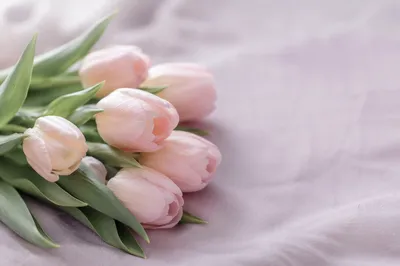 Pastel Spring Tulips Flat Lay Background