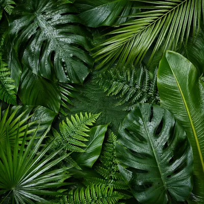 Lush Tropical Leaves Flat Lay Background