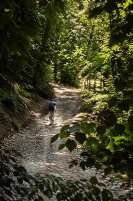 Cyclist Climbing Quiet Mountain Forest Lane