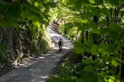 Road Cyclist Climbing a Forest Mountain Lane