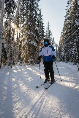 Skier Descending a Sunlit Snowy Forest Trail