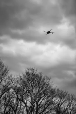 Drone Silhouette Over Winter Branches