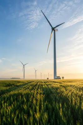 Wind Turbines Across Morning Grain Field