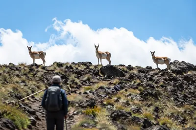 Backpacker Observing Antelope on Mountain Trail