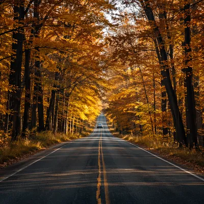 Autumn Highway Road Trip Through Forest