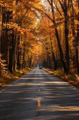 Autumn Highway Journey Through Forest