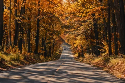Autumn Highway Road Trip Through Forest