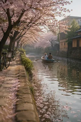 Cherry Blossom Canal Spring Travel Scene