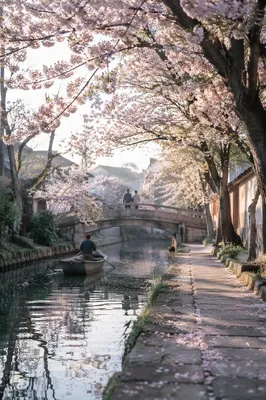 Cherry Blossom Canal Morning Travel Scene