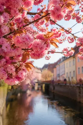Cherry Blossoms Over Quiet Spring Canal