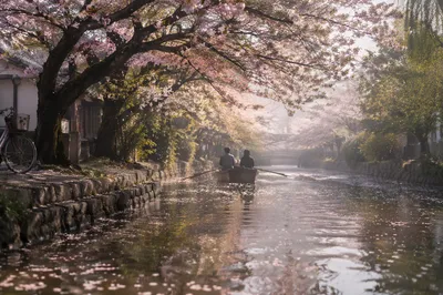 Cherry Blossom Canal Morning Travel Scene