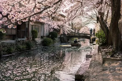 Cherry Blossom Canal Morning Travel Scene