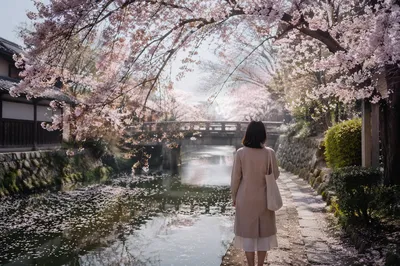 Serene Cherry Blossom Canal Spring Walk