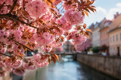Cherry Blossoms Over Quiet Spring Canal