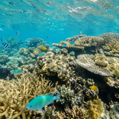 Snorkeling Over Tropical Coral Reef Waters