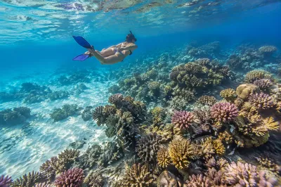 Serene Snorkeler Above Tropical Coral Reef