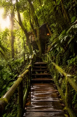 Rainy Jungle Treehouse Lodge Boardwalk