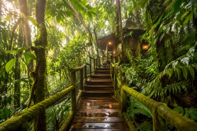 Rainforest Treehouse Lodge Jungle Boardwalk Adventure