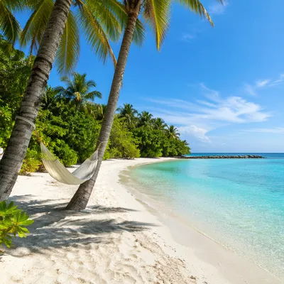 Tropical Hammock Between Palm Trees Beach