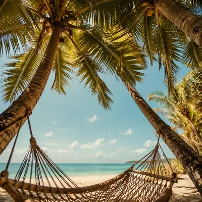 Empty Hammock Beneath Tropical Palm Trees