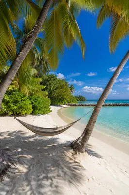 Tropical Hammock Between Palm Trees