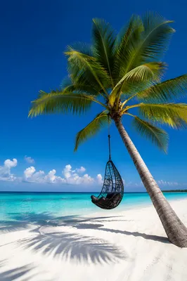 Tropical Hammock Chair on Quiet Beach