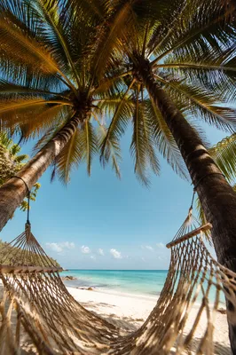 Empty Tropical Hammock Under Palm Trees