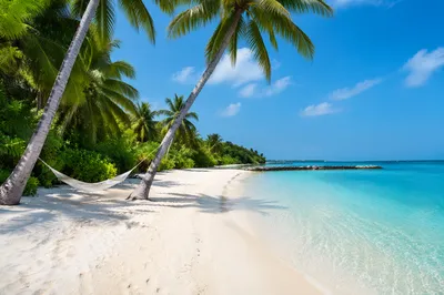 Tropical Hammock Between Palm Trees Beach