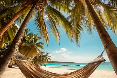 Empty Hammock Under Tropical Palm Trees