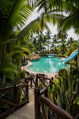 Tranquil Tropical Resort Pool Through Palm Fronds