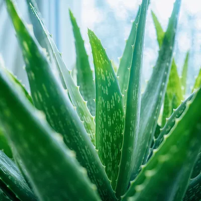 Refreshing Aloe Vera Botanical Wellness Close-Up