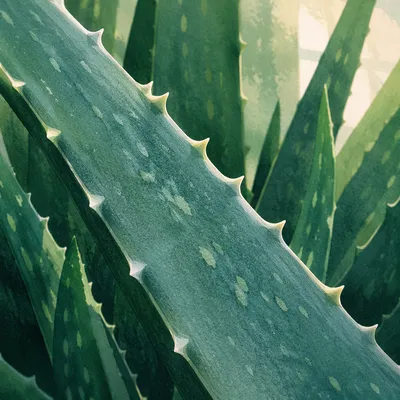 Macro Aloe Vera Leaves for Natural Skincare