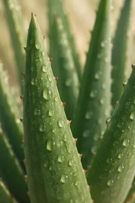 Fresh Aloe Vera Leaves Macro Wellness